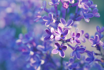 202/365 - image gratuit #288397